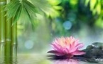                         Energétique Chinoise                           cours et soins ..