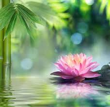 lotus